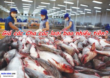 Giá cá tra thịt, bột, thương phẩm bao nhiêu tiền 1kg hôm nay 2022?