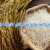 Giá lúa gạo mới nhất ngày hôm nay là bao nhiêu tiền 2024?