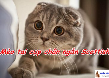 Mèo tai cụp chân ngắn Scottish GIÁ bao nhiêu? MUA ở đâu?