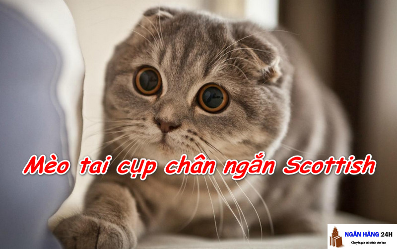 Meo-tai-cup-chan-ngan-Scottish 
